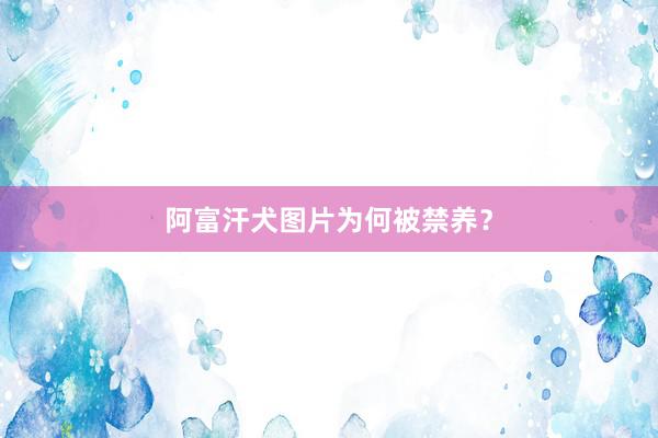 阿富汗犬图片为何被禁养？